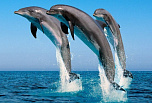 Историческая коллекция DOLPHIN от SHERLE WAGNER Историческая коллекция DOLPHIN от SHERLE WAGNER